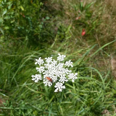 Schnuckenheide Holiday home