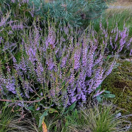 Holiday home Schnuckenheide Dedelstorf