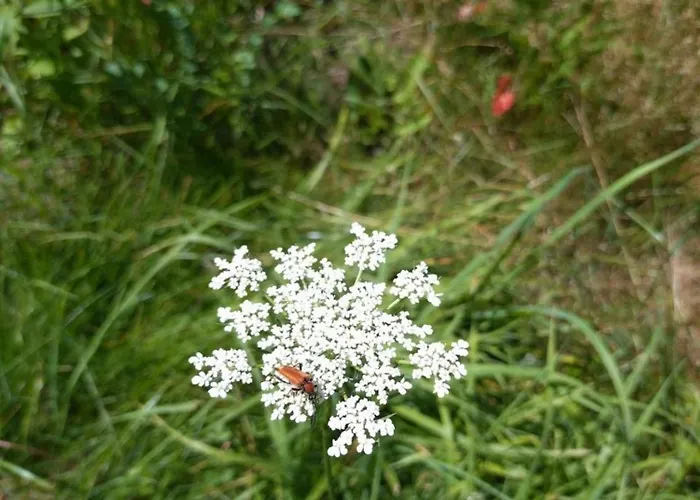 Schnuckenheide Feriehus