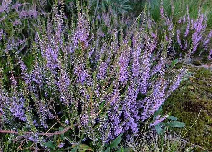 Feriehus Schnuckenheide Dedelstorf